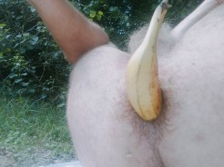 Bild von Zuchiniereiten